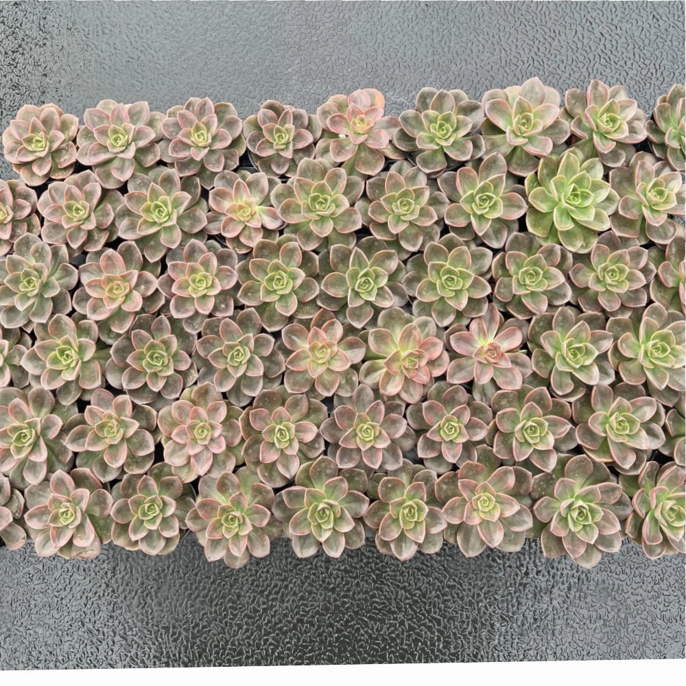 Echeveria Melaco Bulk 54 Tray - 2in Pot