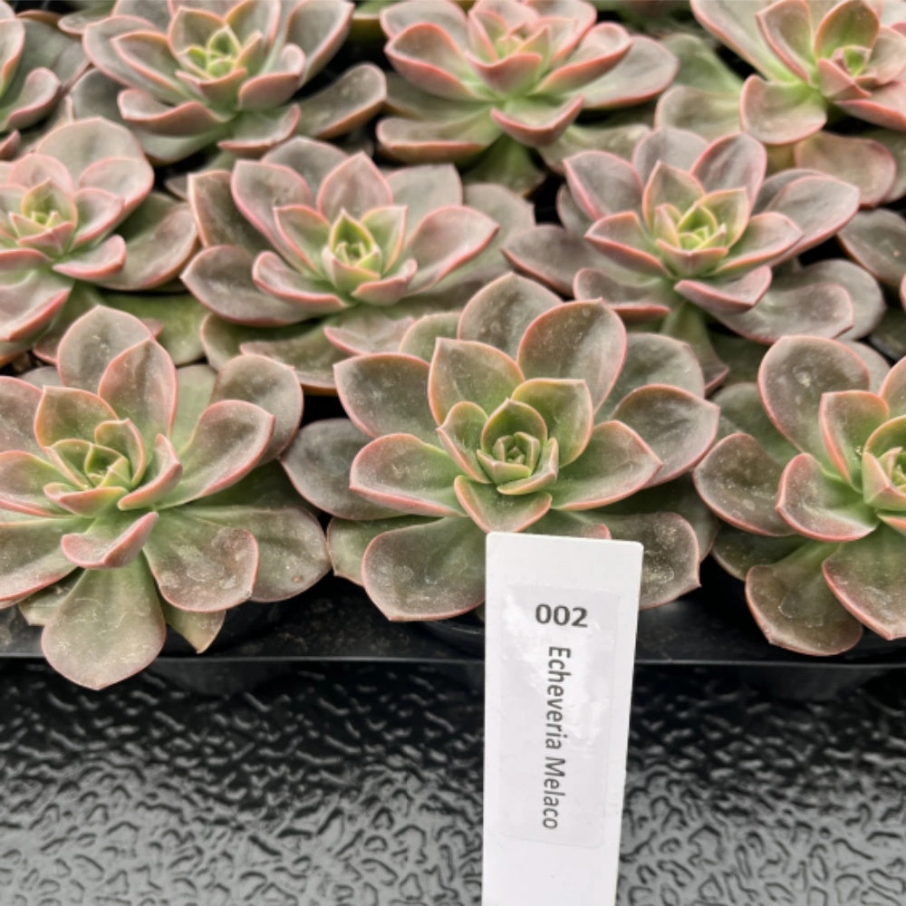 Echeveria Melaco Bulk 54 Tray - 2in Pot