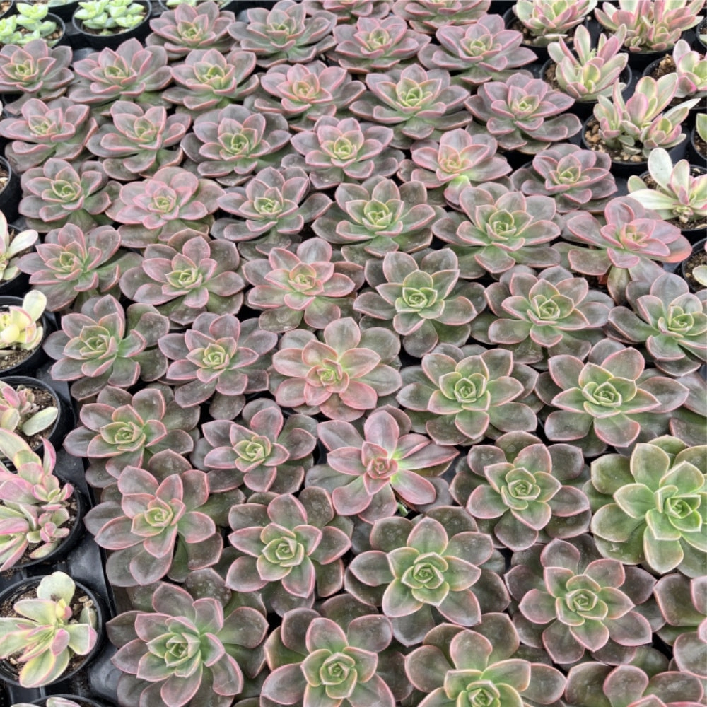Echeveria Melaco Bulk 54 Tray - 2in Pot