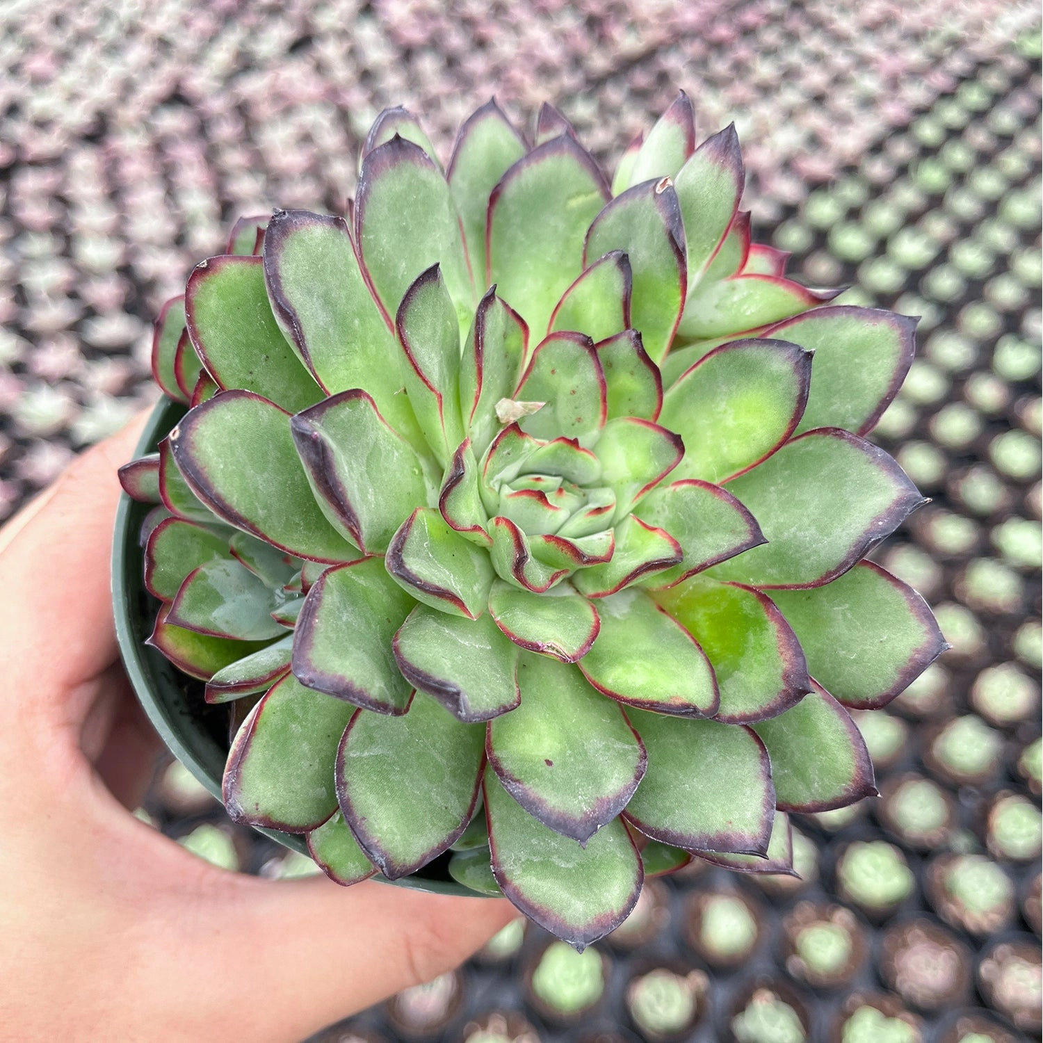 Echeveria Mexican pulidonis (4 inch)