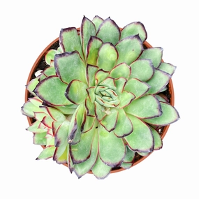 Echeveria Mexican pulidonis (4 inch) mini ornamental plant  