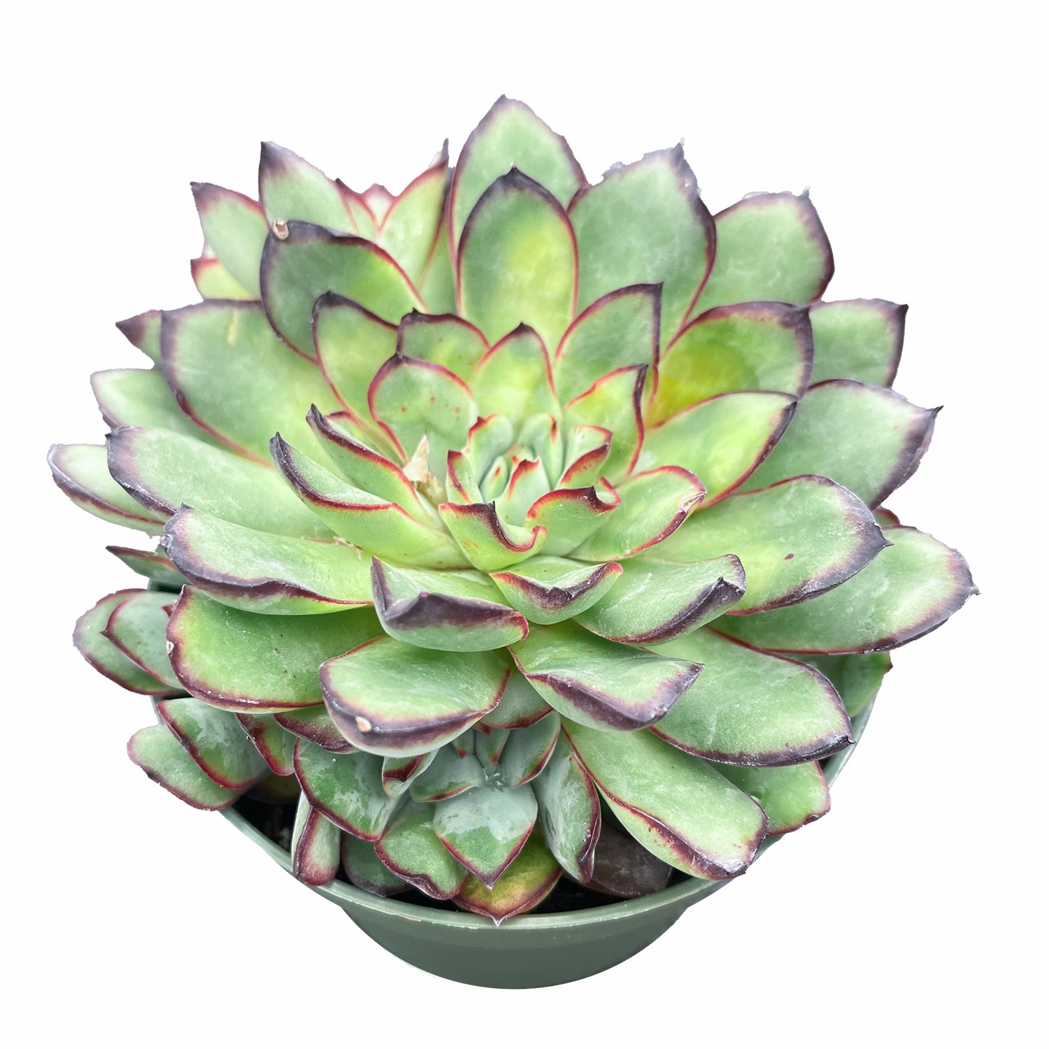 Echeveria Mexican pulidonis (4 inch)