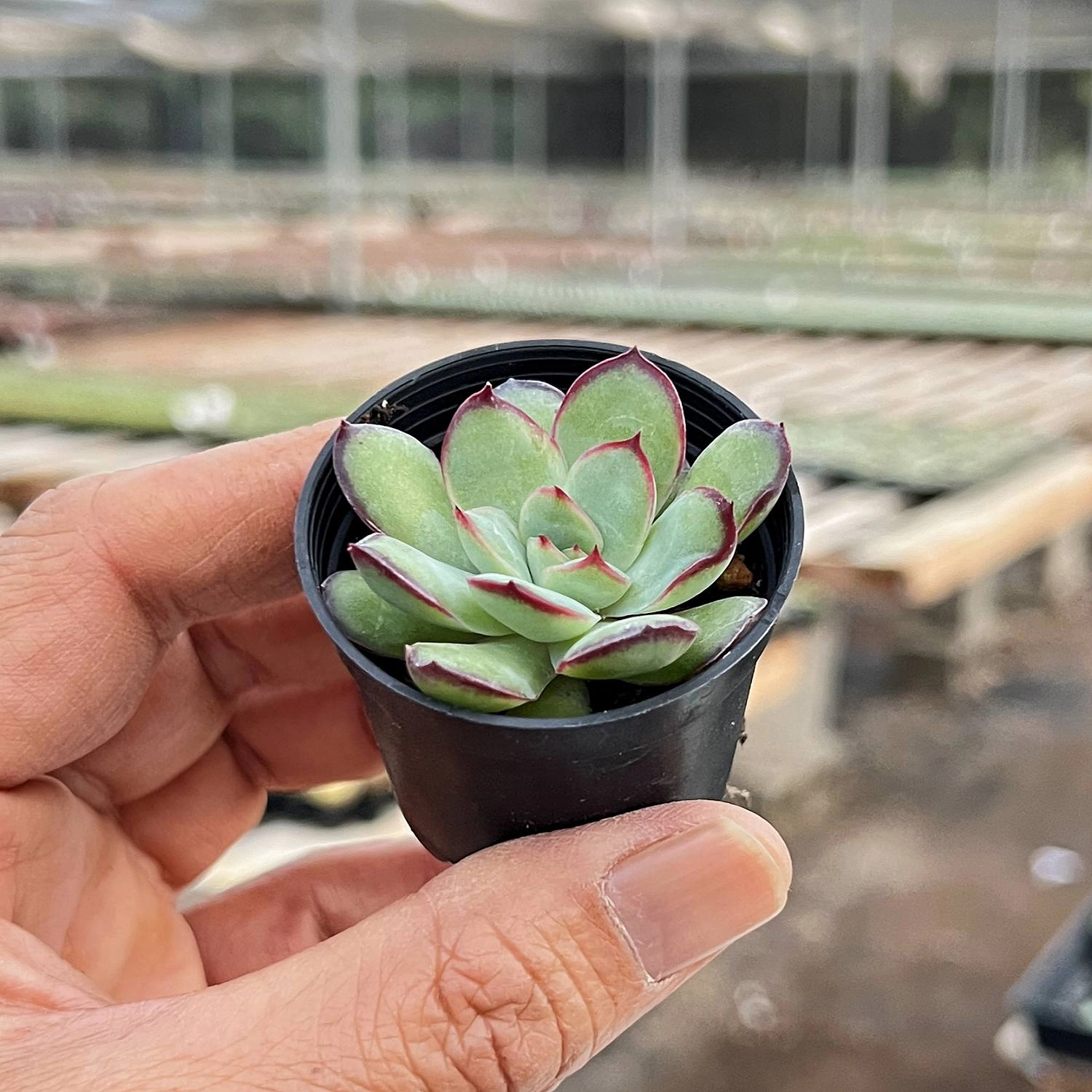 Echeveria Mexican Pulidonis