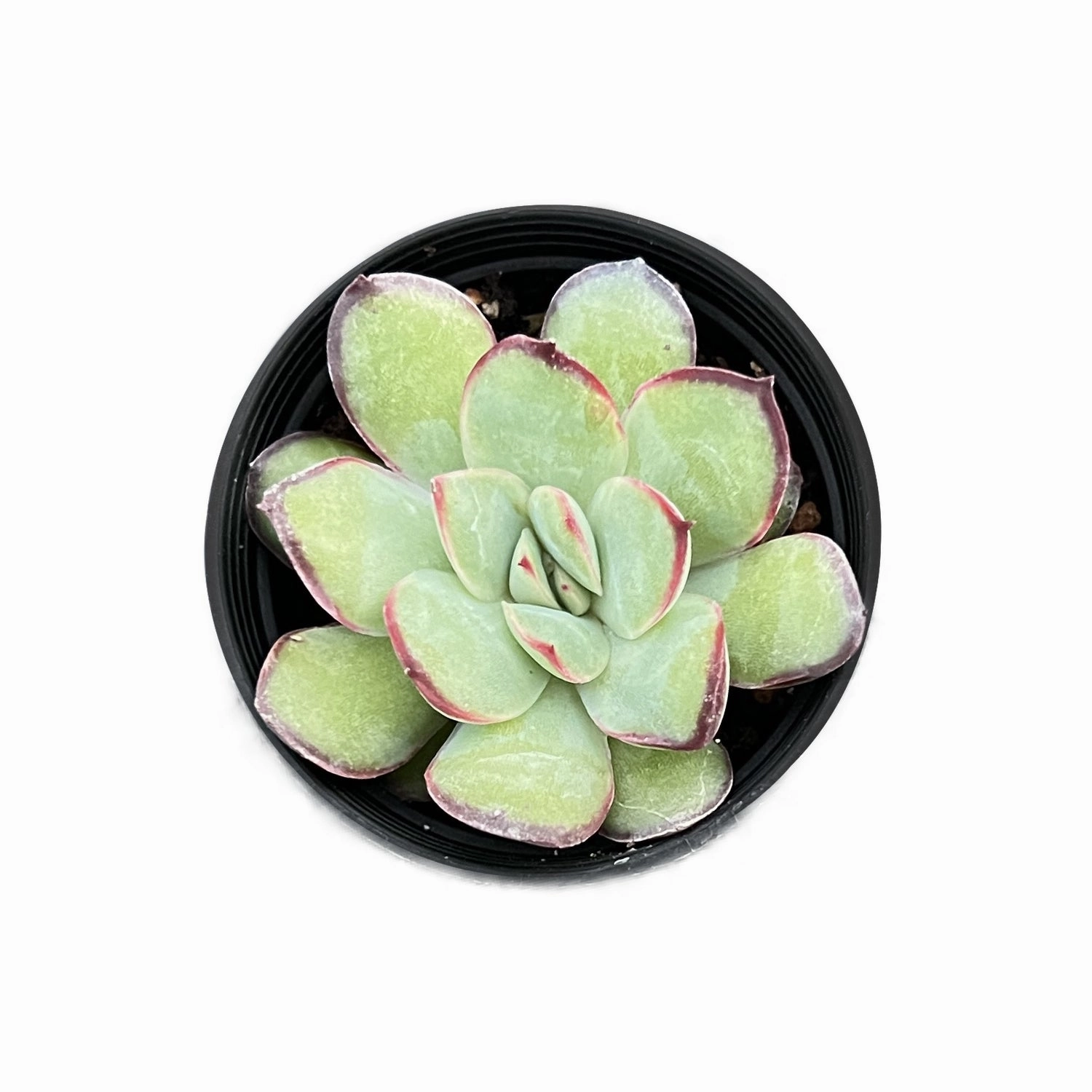 Echeveria Mexican Pulidonis mini ornamental plant  