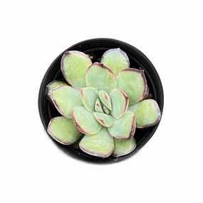 Echeveria Mexican Pulidonis mini ornamental plant  