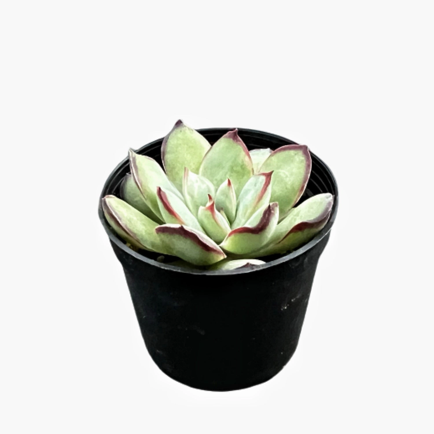 Echeveria Mexican Pulidonis