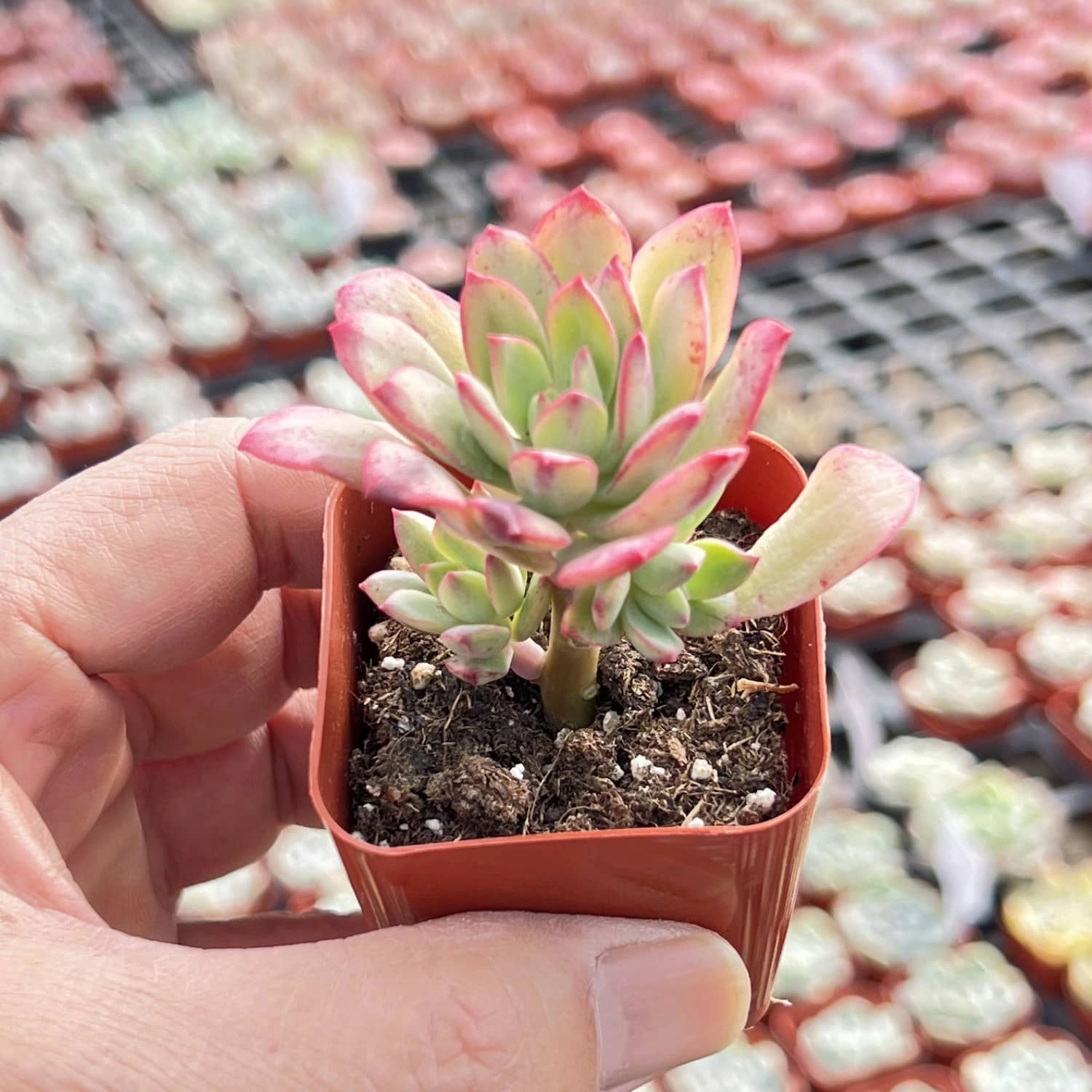 Echeveria Minibelle Variegated