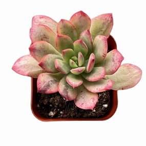 Echeveria Minibelle Variegated mini ornamental plant  