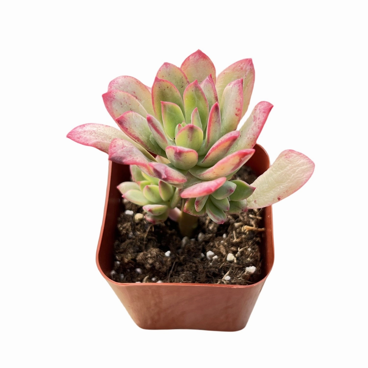 Echeveria Minibelle Variegated