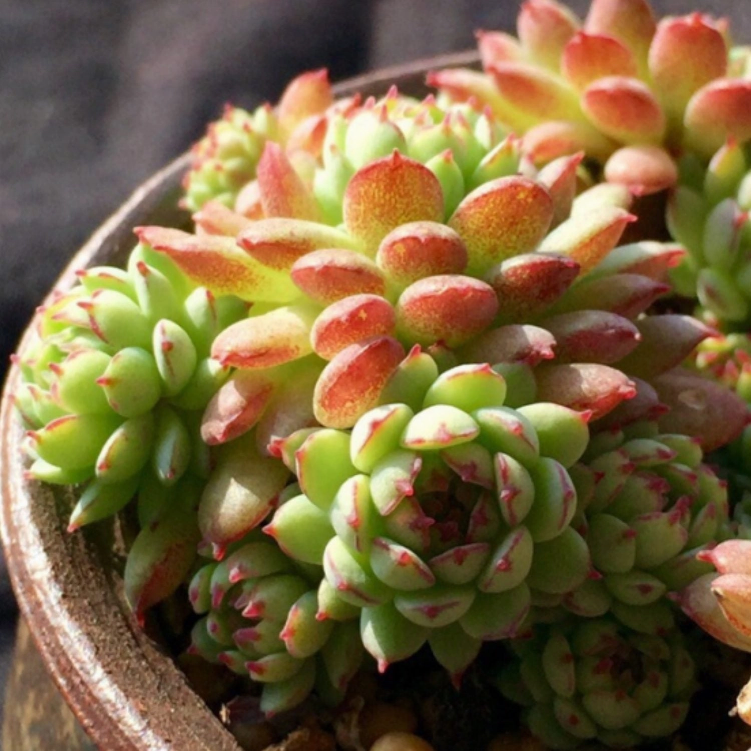 Echeveria Minima