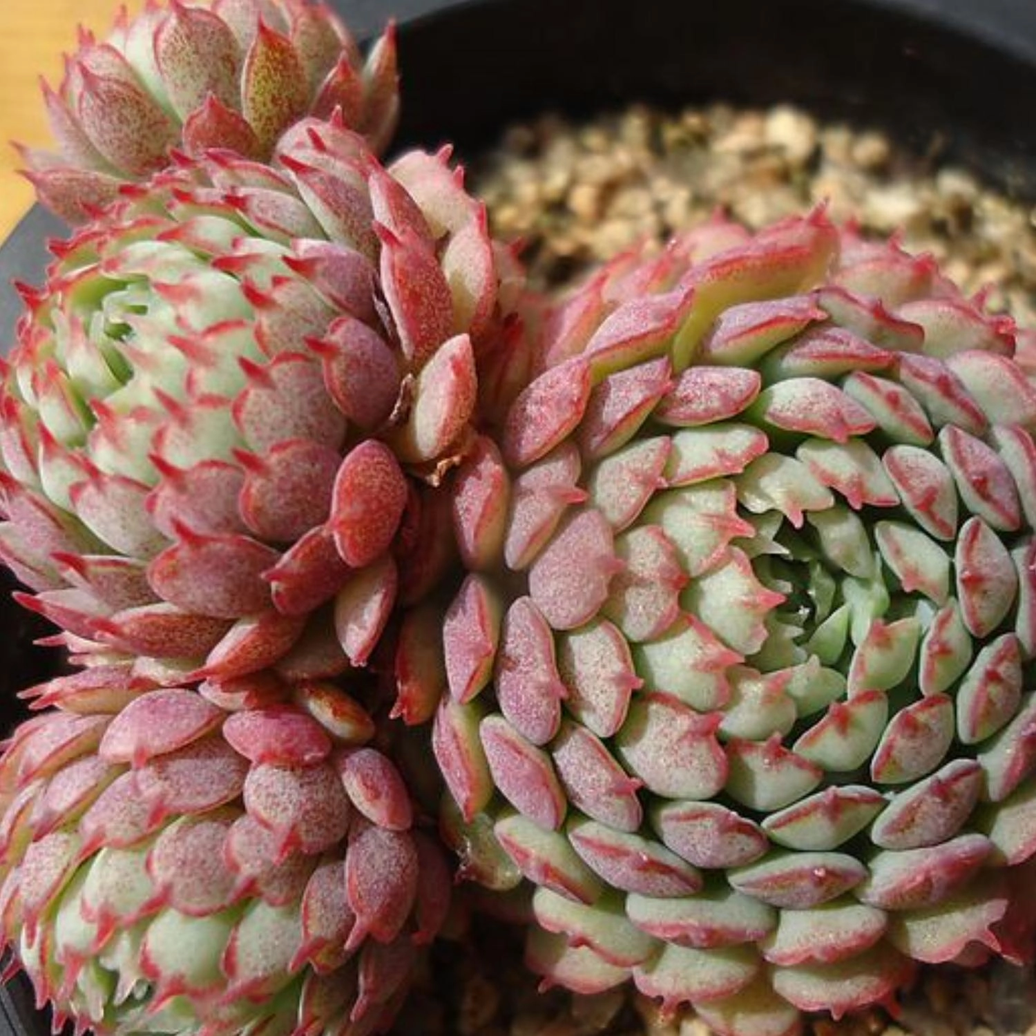 Echeveria Minima