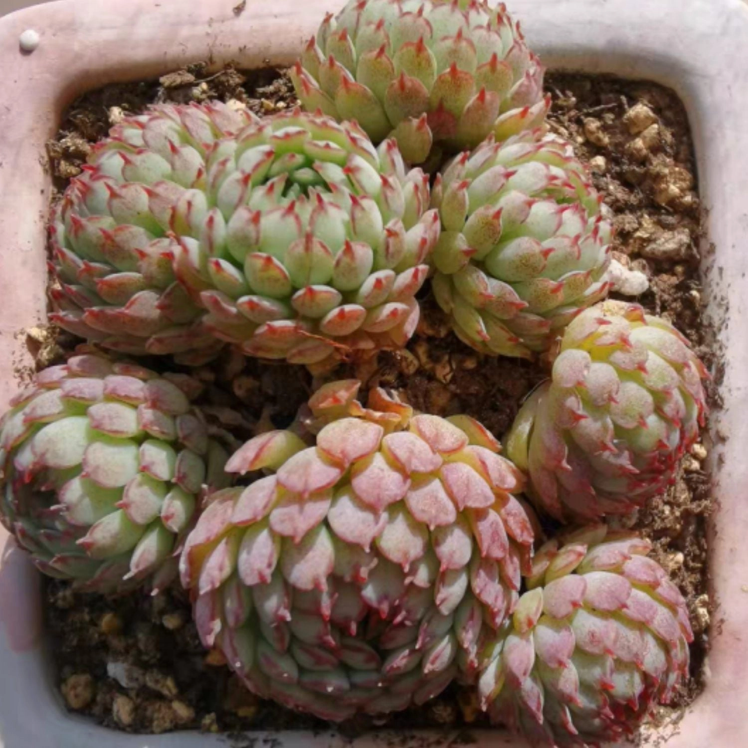 Echeveria Minima