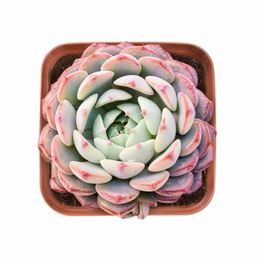 Echeveria Minima mini ornamental plant  