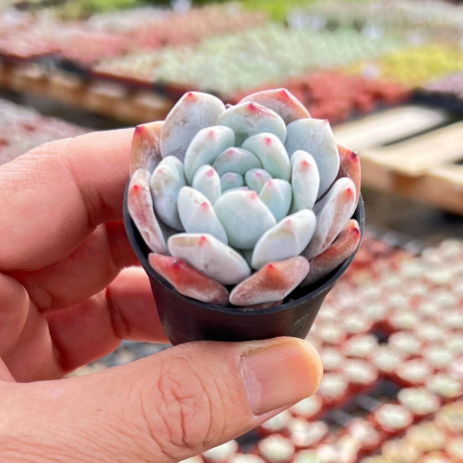 Echeveria Monroe