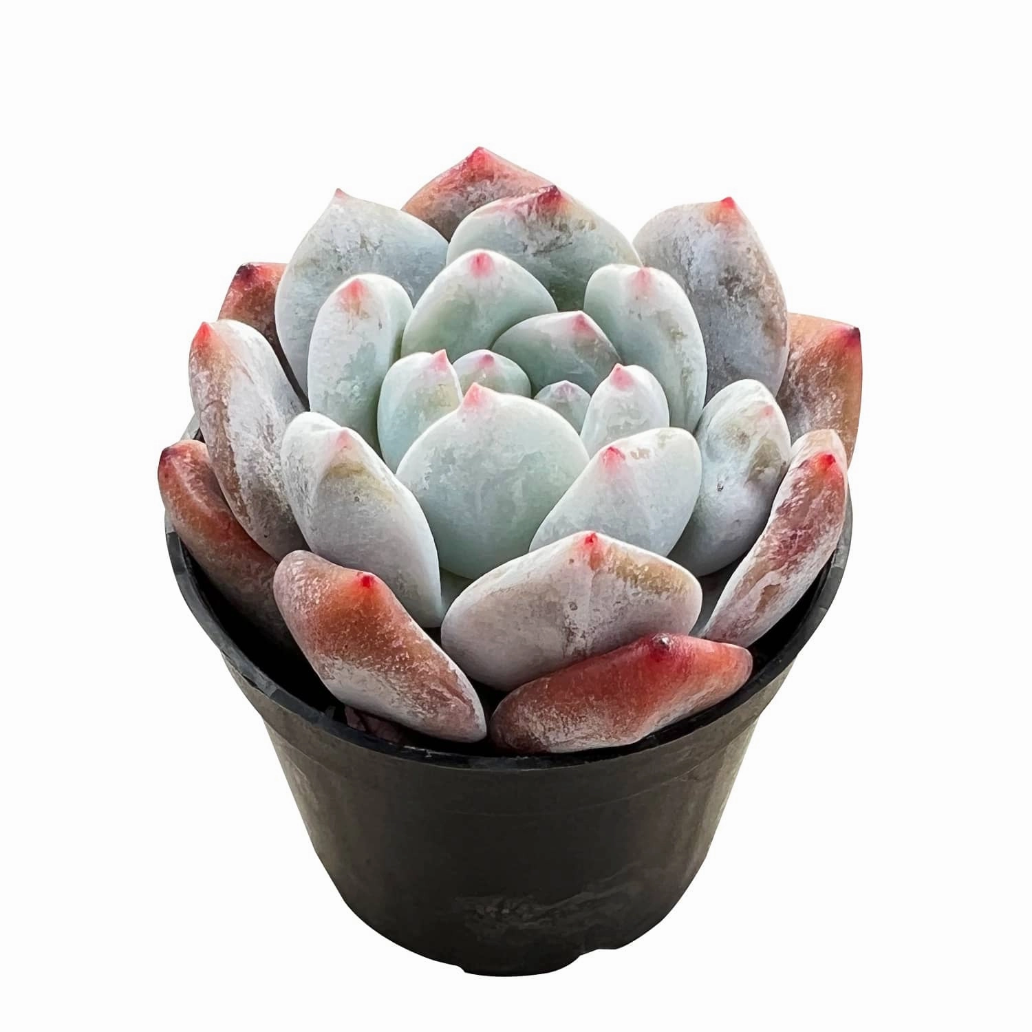 Echeveria Monroe