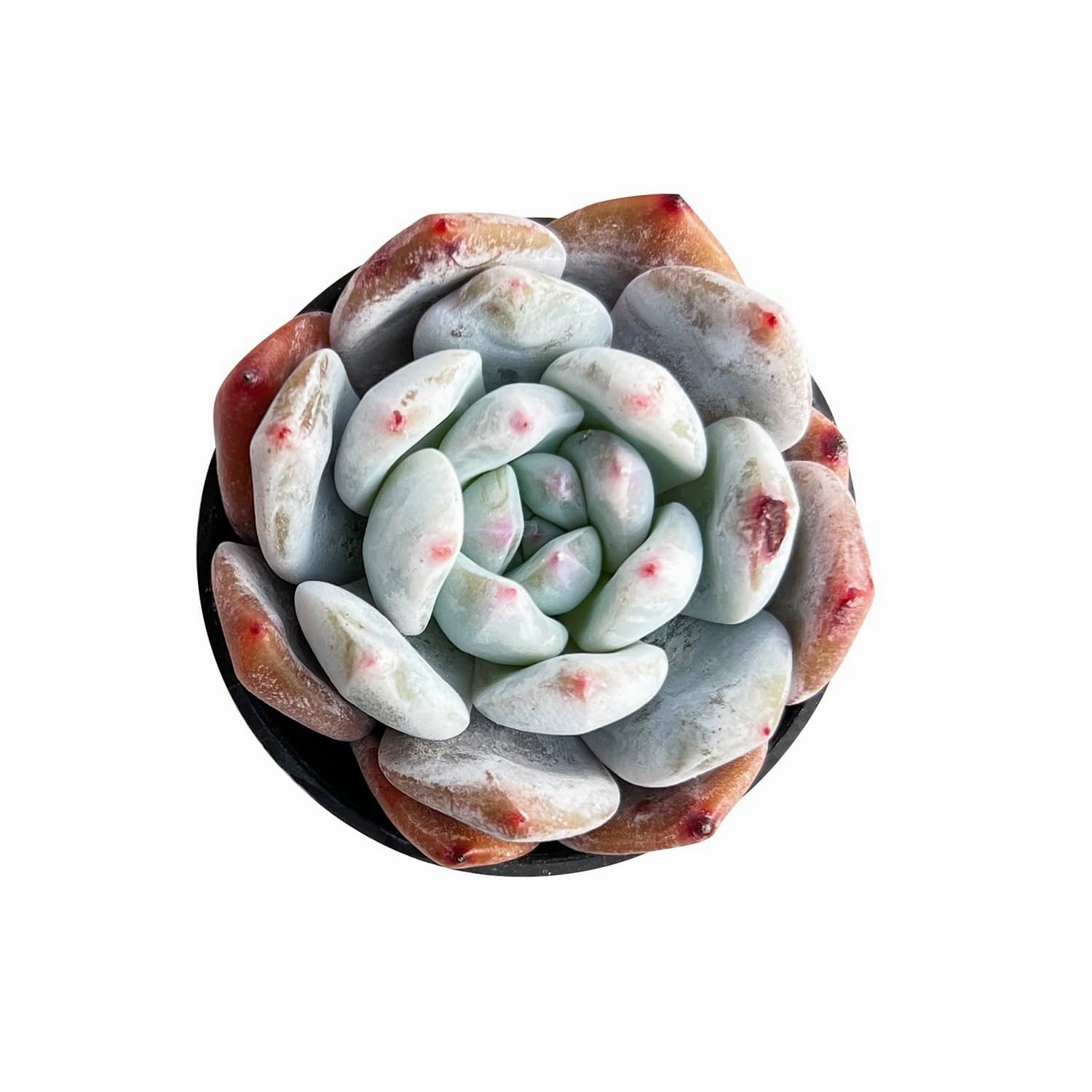 Echeveria Monroe mini ornamental plant  