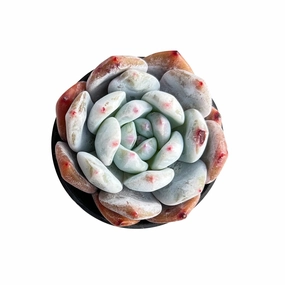 Echeveria Monroe mini ornamental plant  