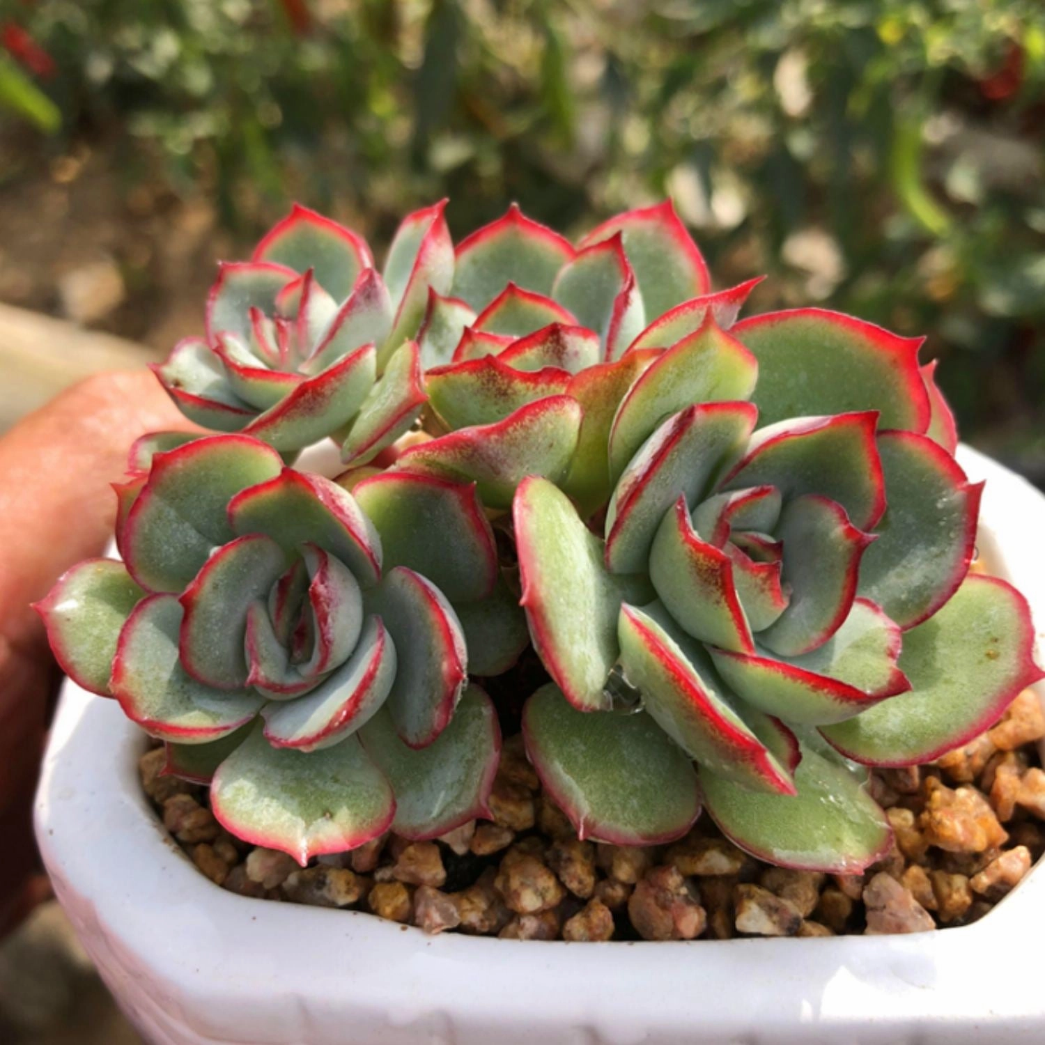 Echeveria Moon Gad varnish