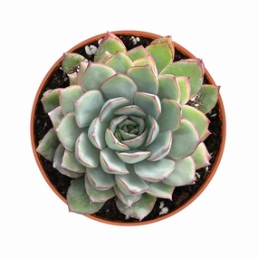 Echeveria Moon Gad varnish (4 inch) mini ornamental plant  