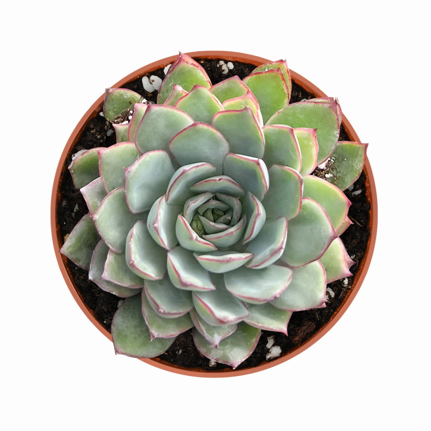 Echeveria Moon Gad varnish (4 inch) mini ornamental plant  