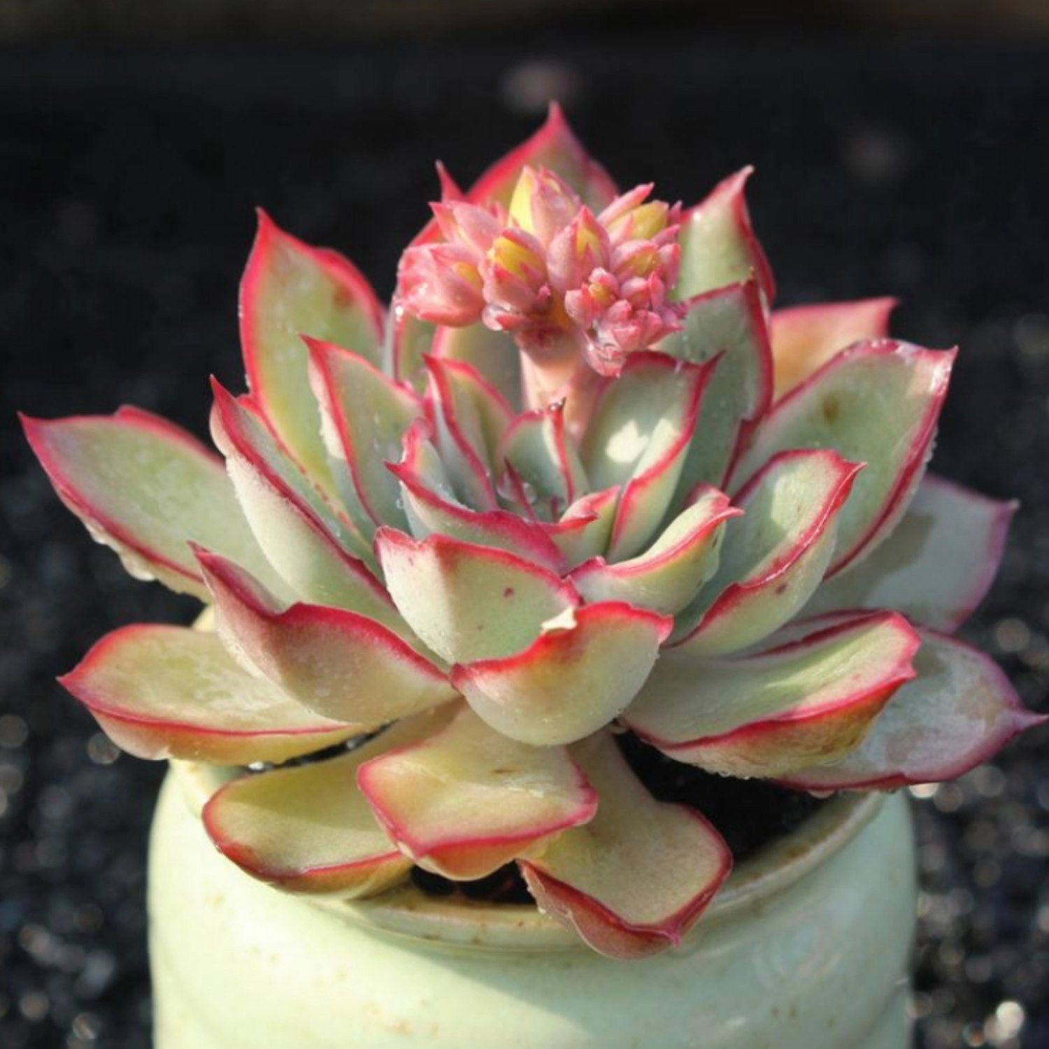 Echeveria Moon Gad varnish