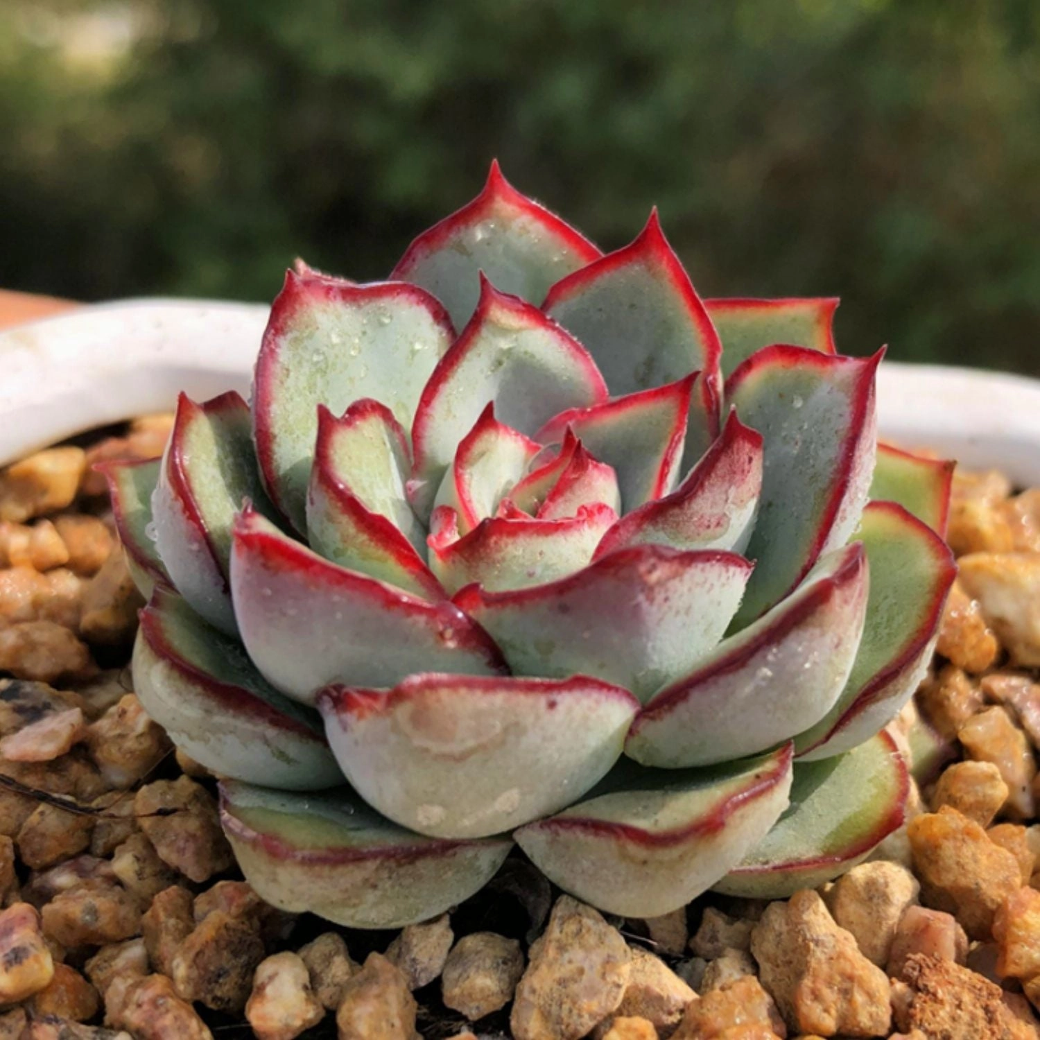 Echeveria Moon Gad varnish