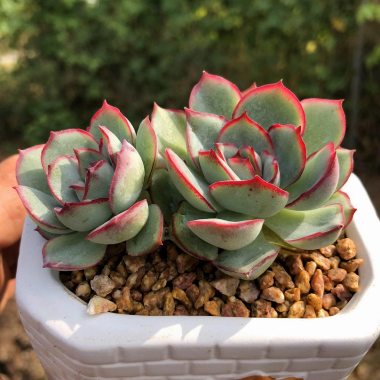Echeveria Moon Gad varnish