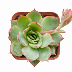 Echeveria Moon Gad varnish mini ornamental plant  
