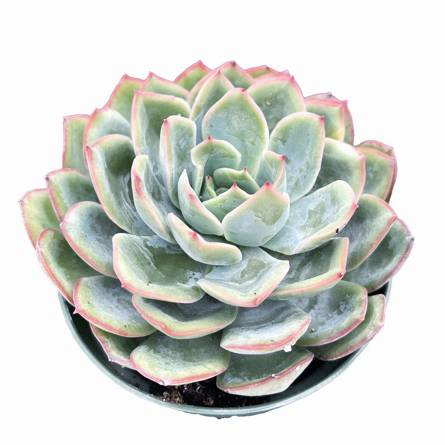 Echeveria Morning Dew (4 inch) mini ornamental plant  