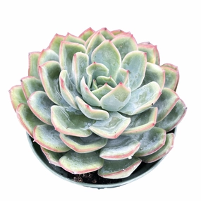 Echeveria Morning Dew (4 inch) mini ornamental plant  
