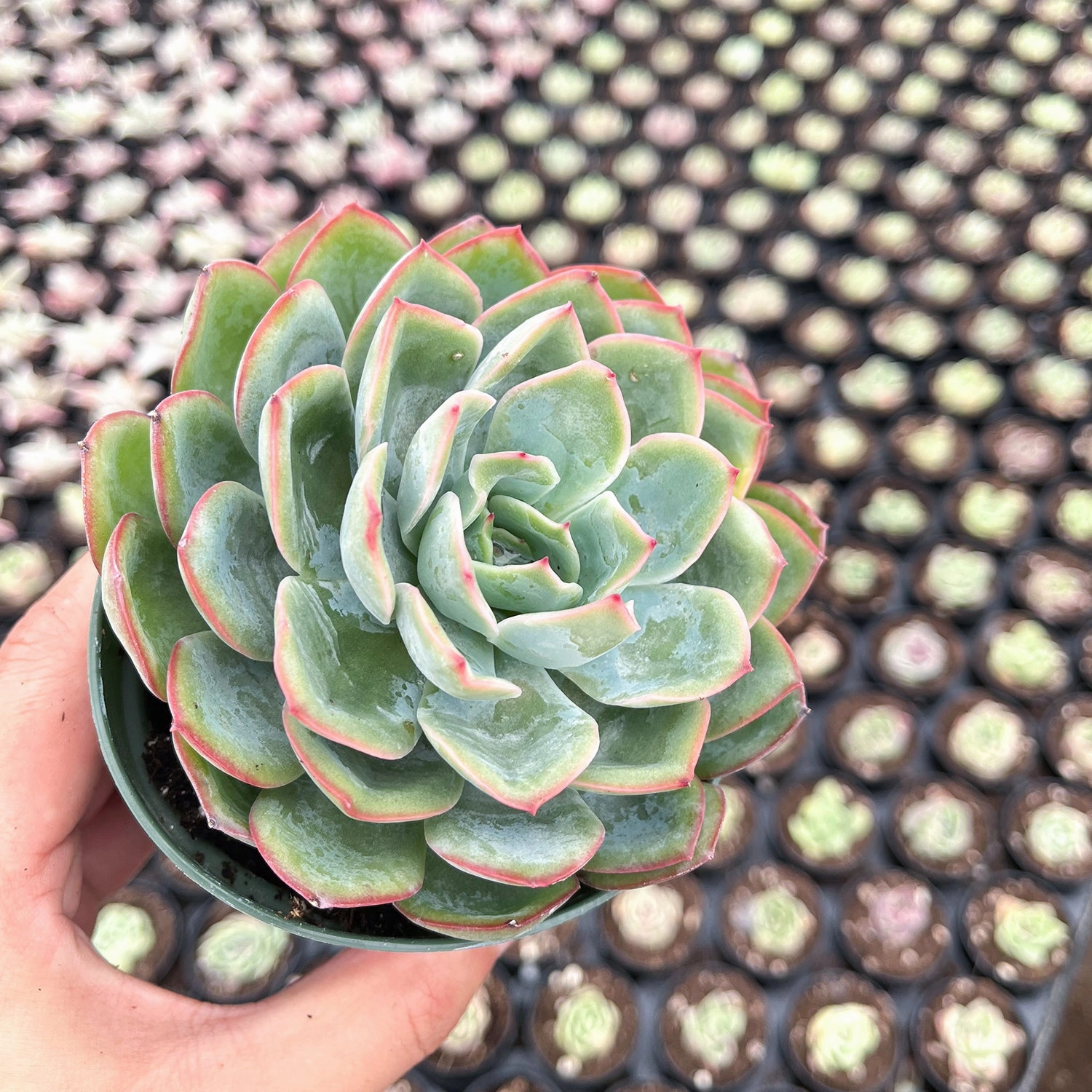 Echeveria Morning Dew (4 inch)