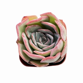 Echeveria Morning Dew mini ornamental plant  