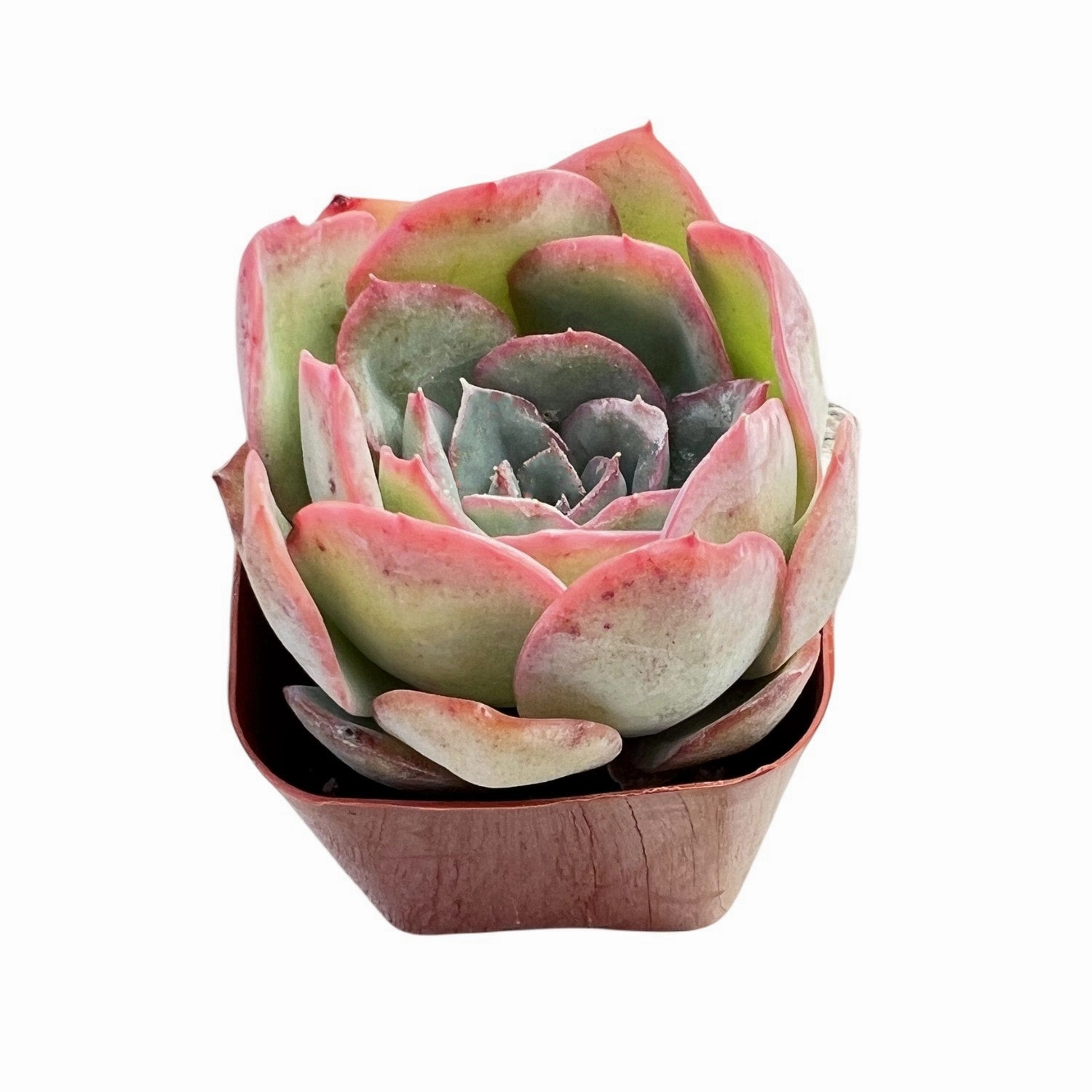Echeveria Morning Dew
