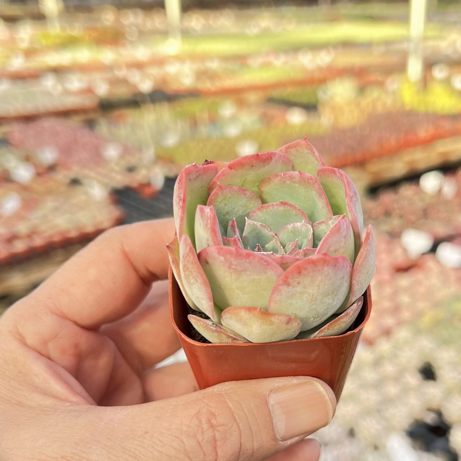 Echeveria Morning Dew