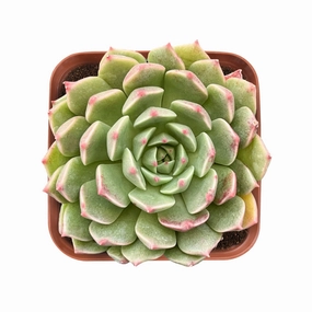 Echeveria Olivia mini ornamental plant  