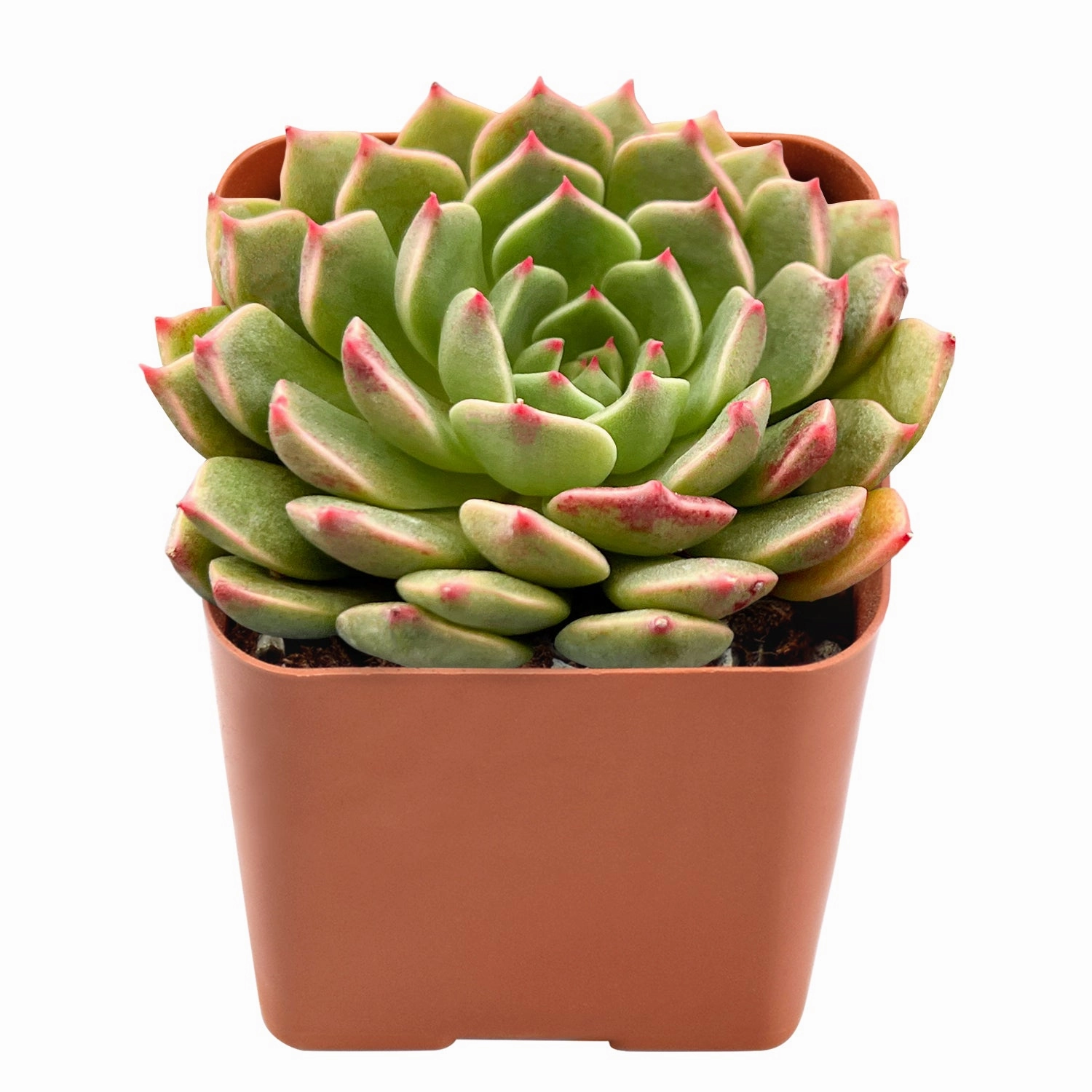 Echeveria Olivia