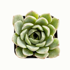 Echeveria Peach Wine Variegated mini ornamental plant  