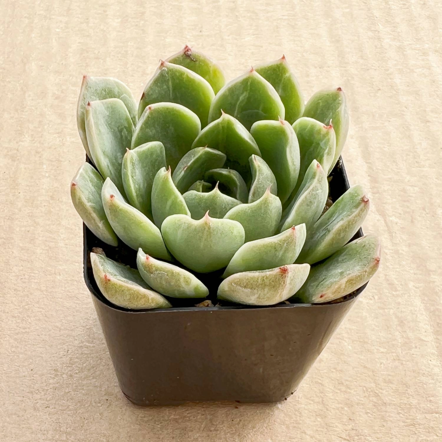 Echeveria Peach Wine Variegated