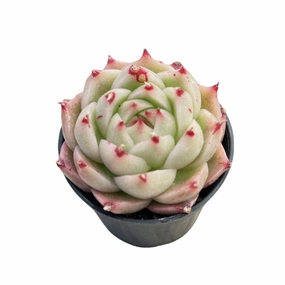 Echeveria Phoenix Fire mini ornamental plant  