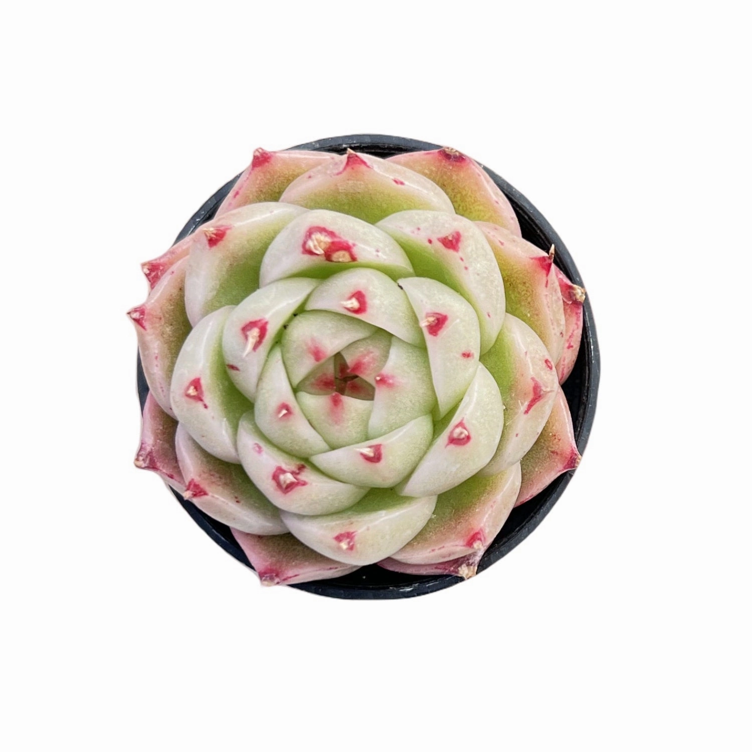 Echeveria Phoenix Fire