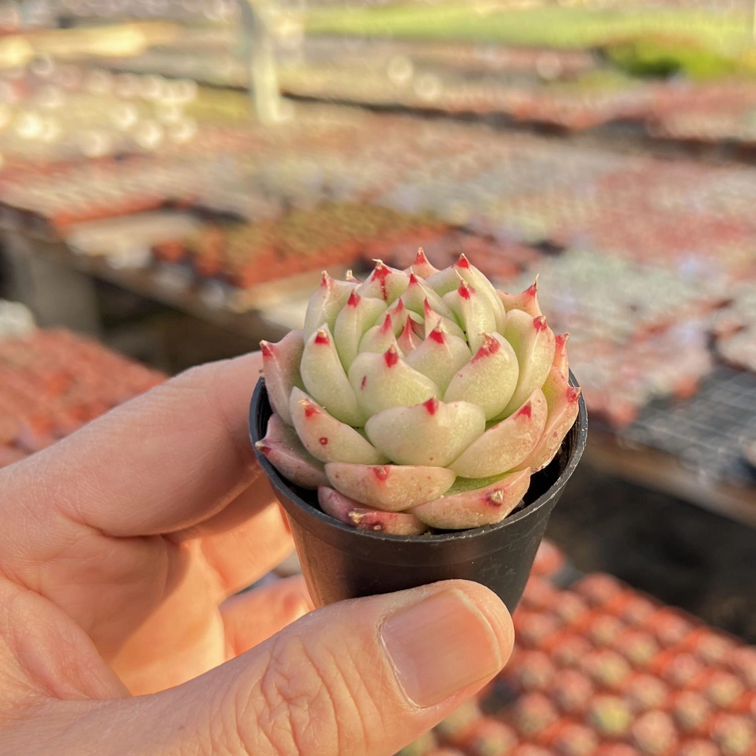 Echeveria Phoenix Fire