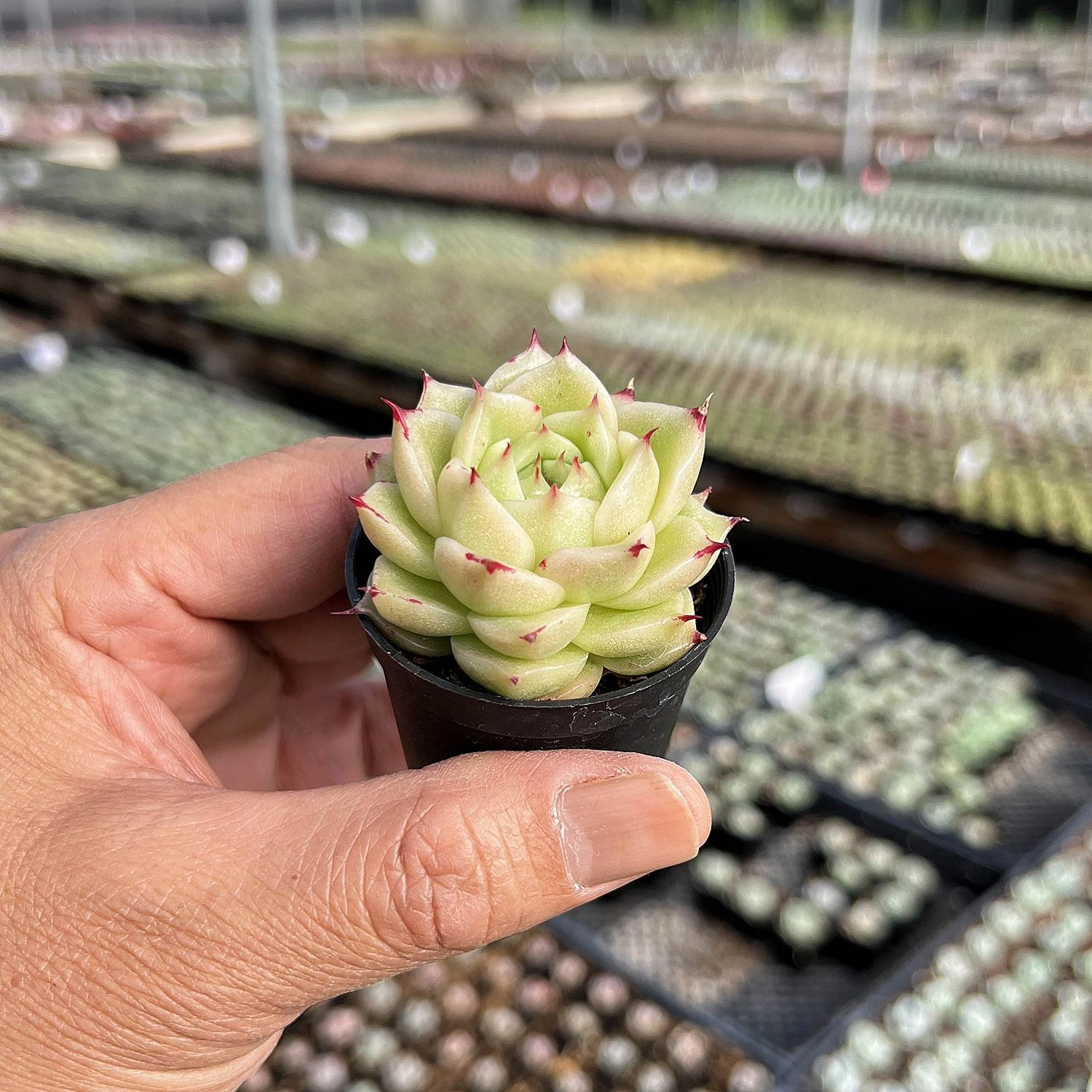 Echeveria Phoenix Fire