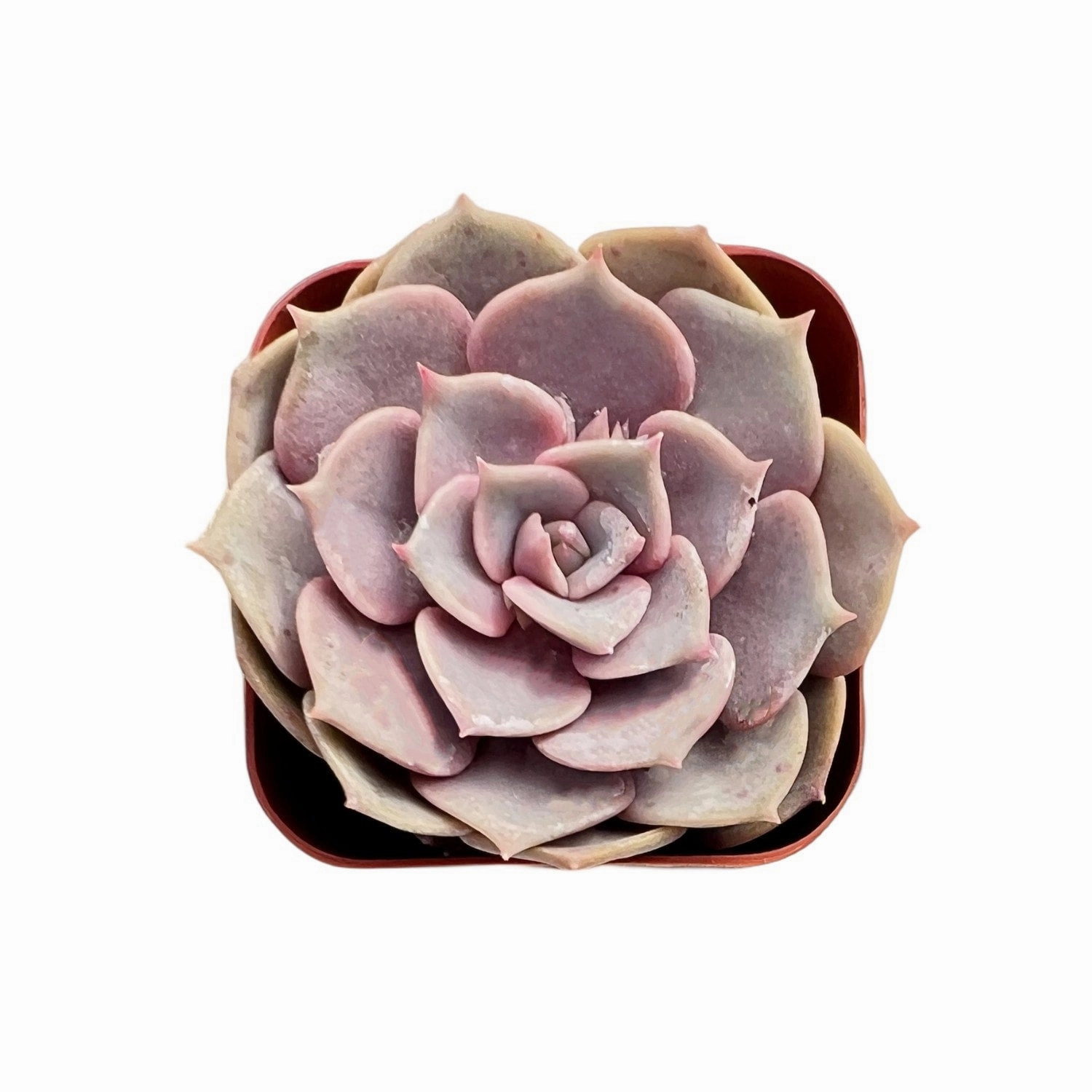 Echeveria Pink Butterfly mini ornamental plant  