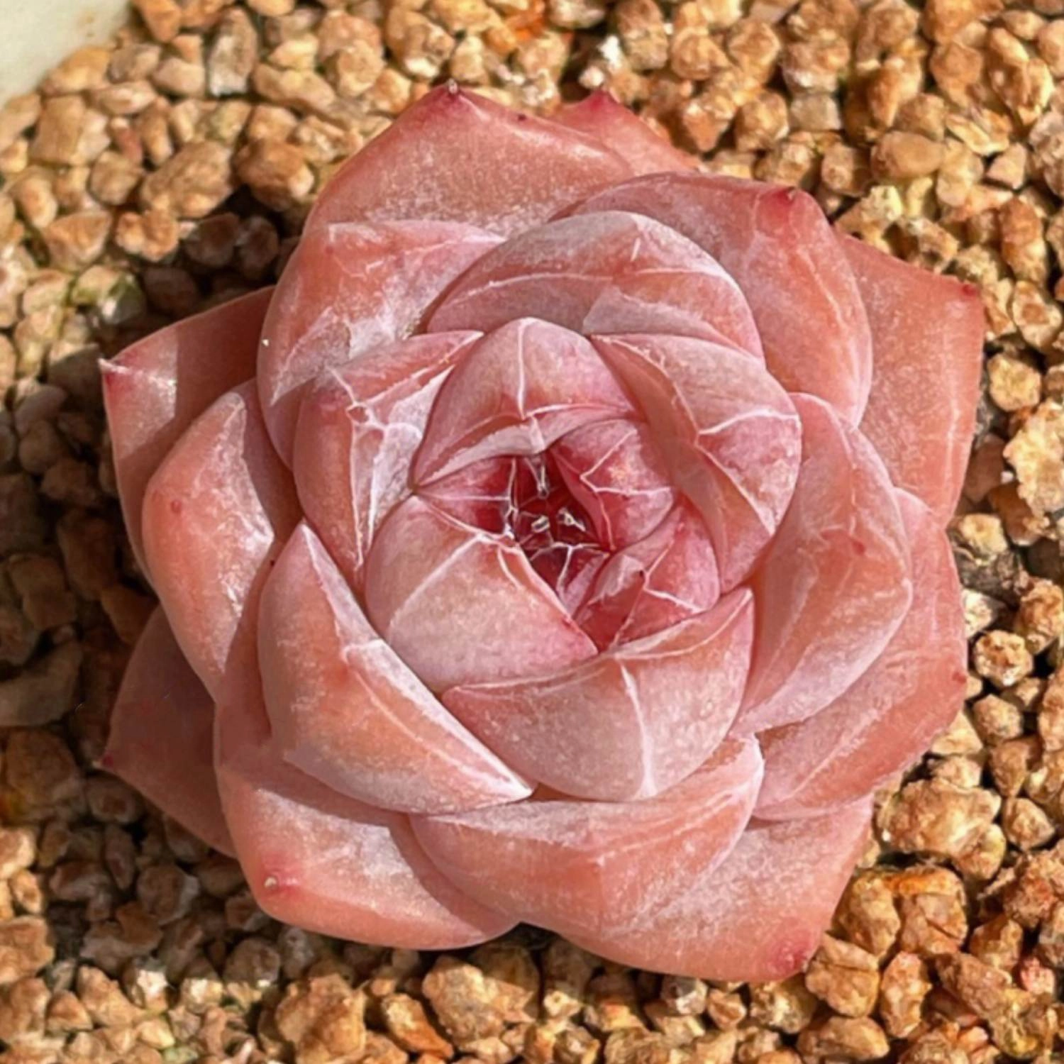 Echeveria Pink Dimond Heart