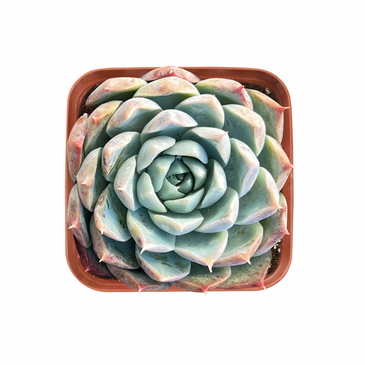 Echeveria Pink Dimond Heart