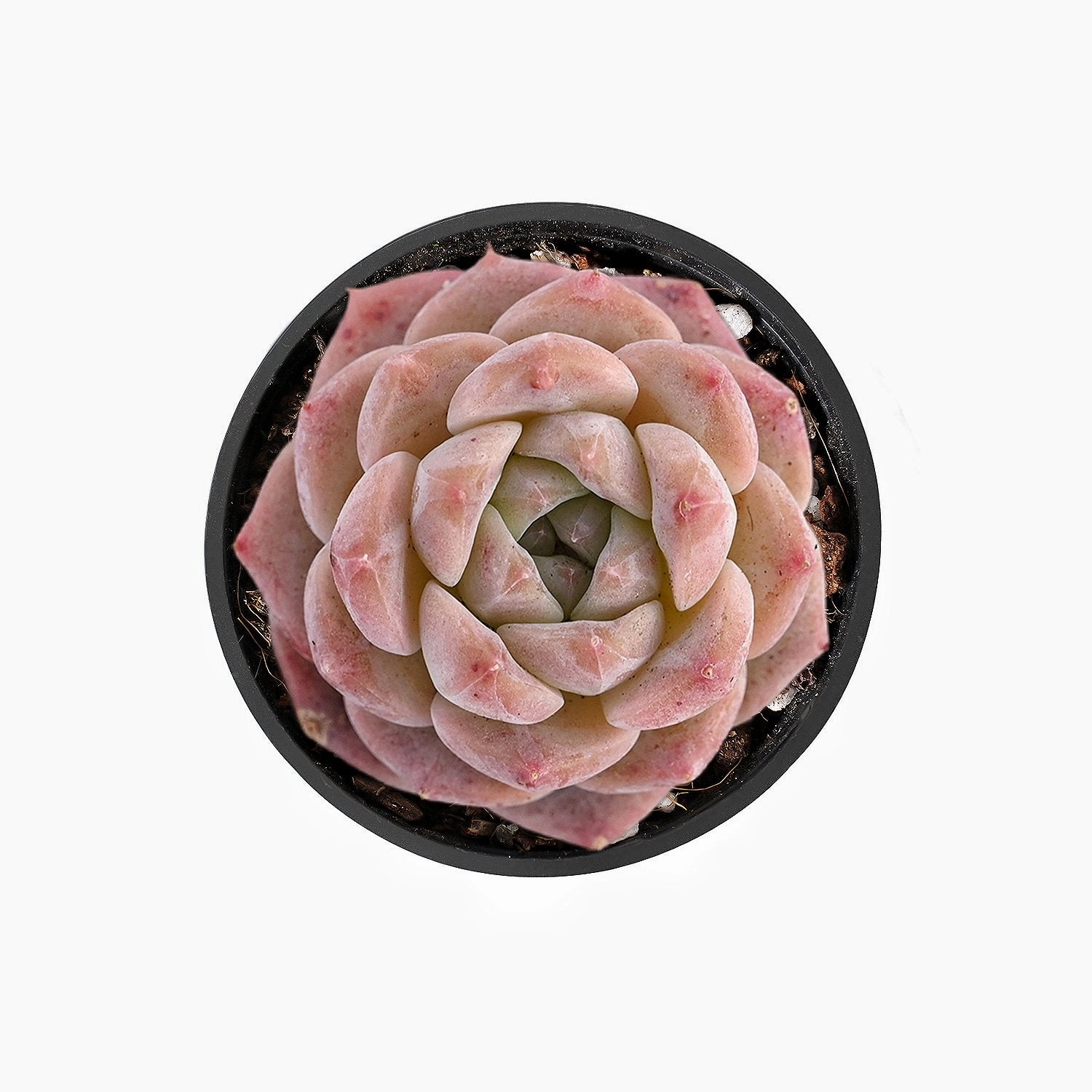 Echeveria Pink Dimond Heart mini ornamental plant  