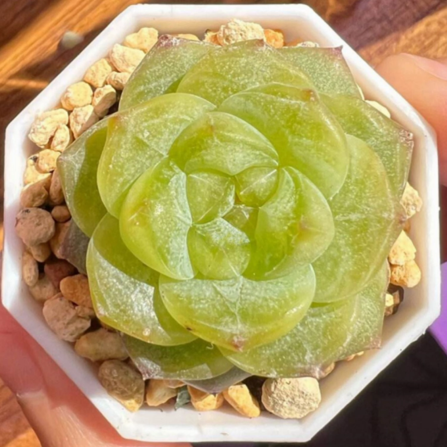 Echeveria Pink Dimond Heart