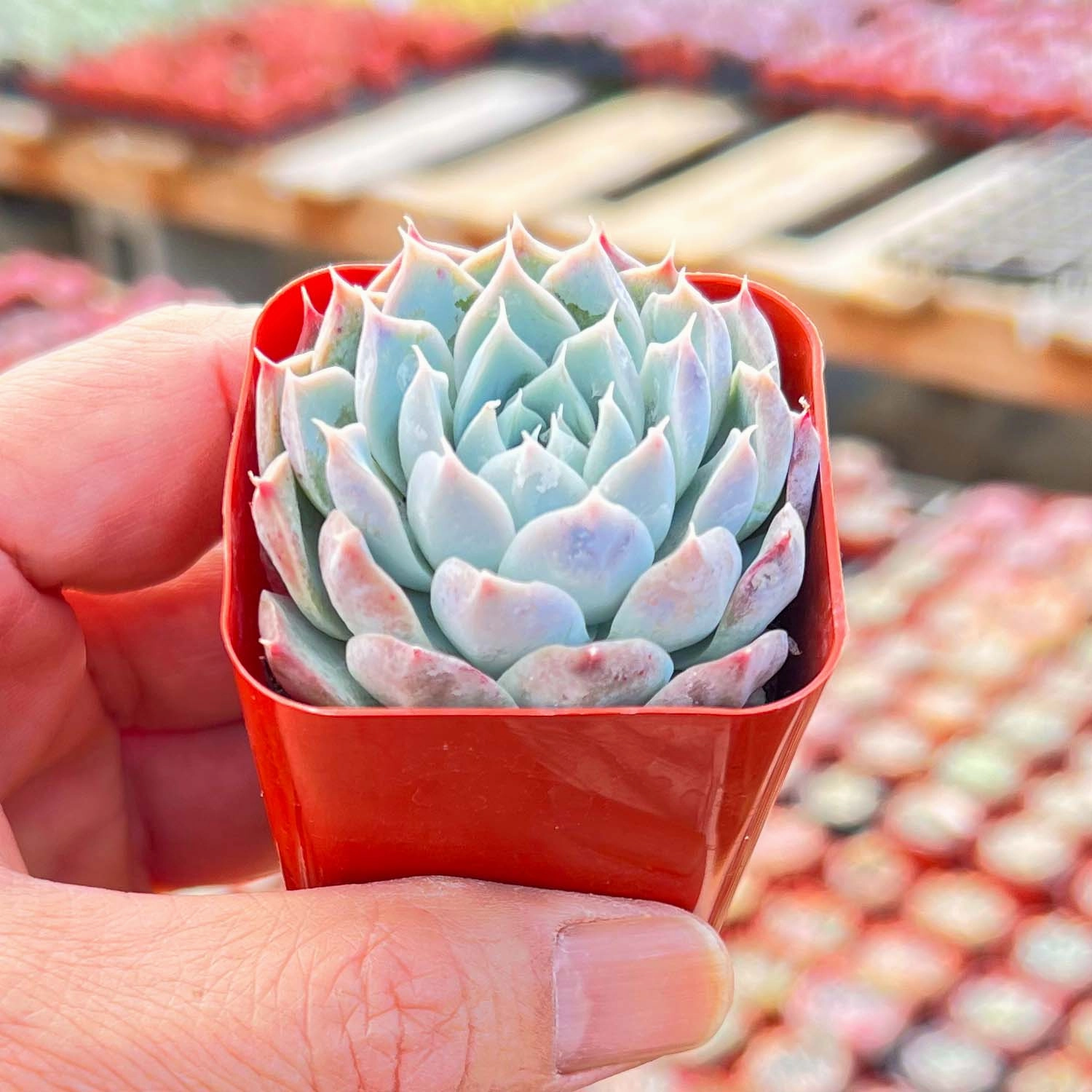 Echeveria Pink Dimond Heart