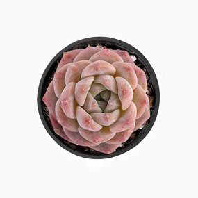 Echeveria Pink Dimond Heart mini ornamental plant  