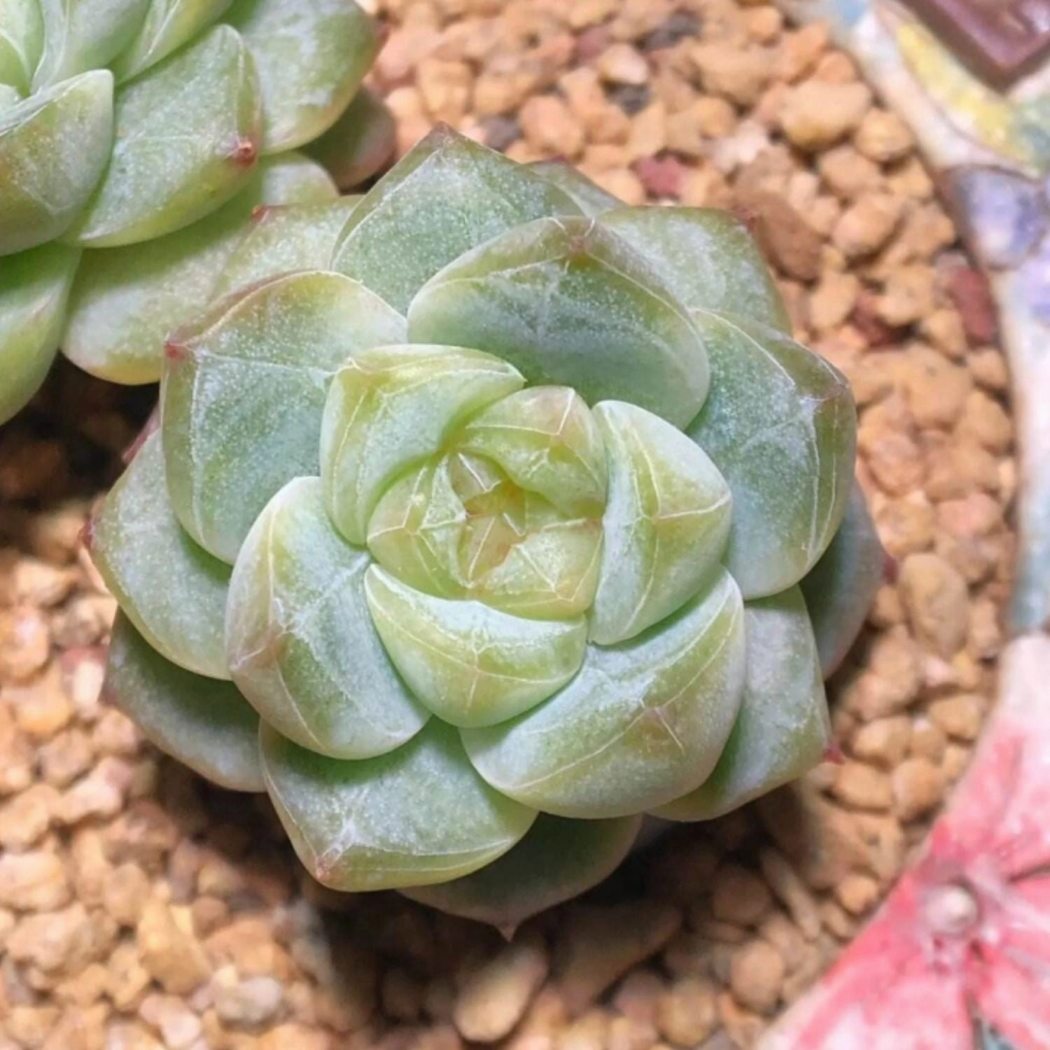 Echeveria Pink Dimond Heart